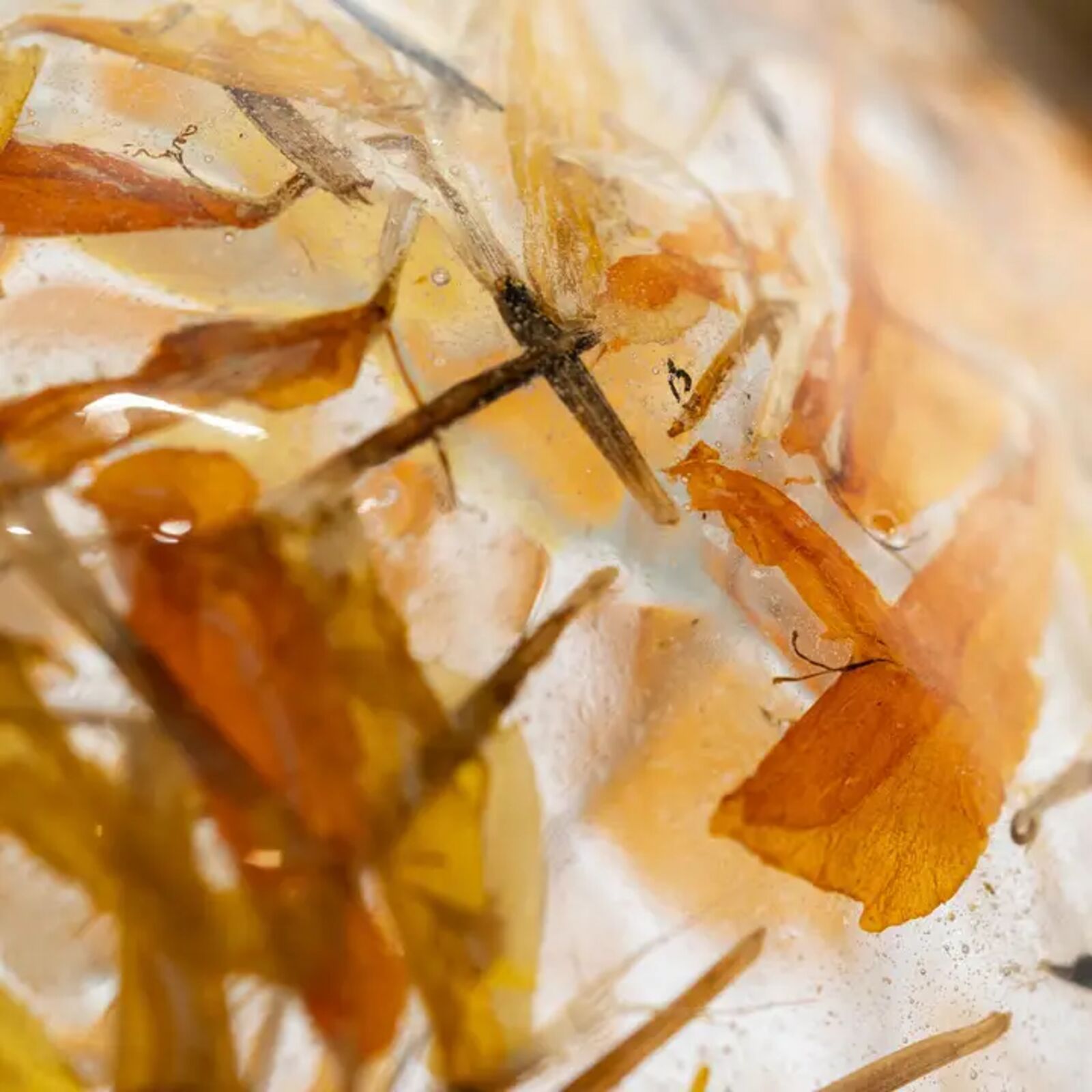 Close-up of dried leaves and twigs on a white background