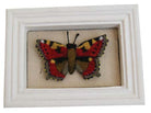 Butterfly Display Box Small