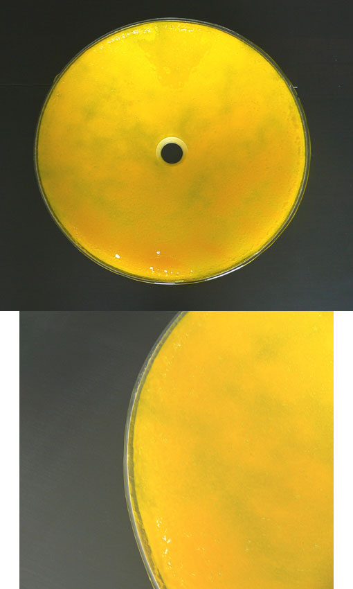 Stunning Handmade Fusion Glass Basin