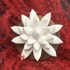 Porcelain Lotus Flower On Acacia Wood Base Oil Diffuser 3